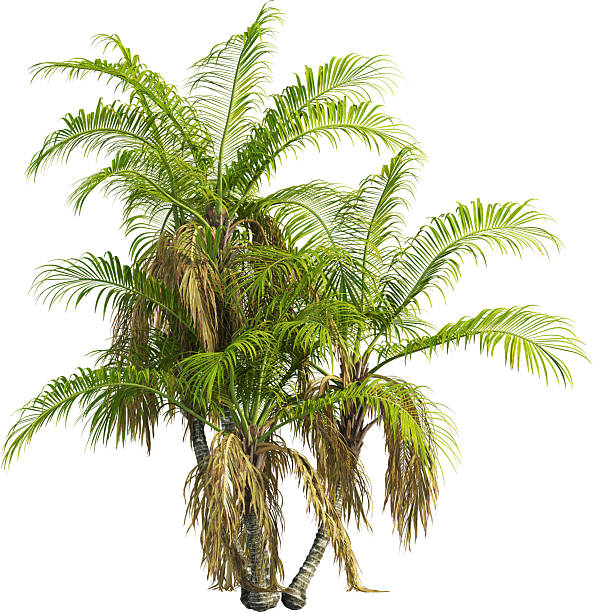 istock Side view of Palm Tree - Laccospadix Australasica 2223537384