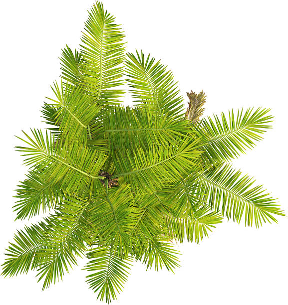 istock Top view of Palm Tree - Laccospadix Australasica 2223537408