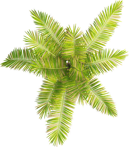 istock Top view of Palm Tree - Laccospadix Australasica 2223537612