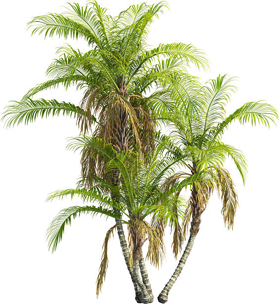 istock Side view of Palm Tree - Laccospadix Australasica 2223537617