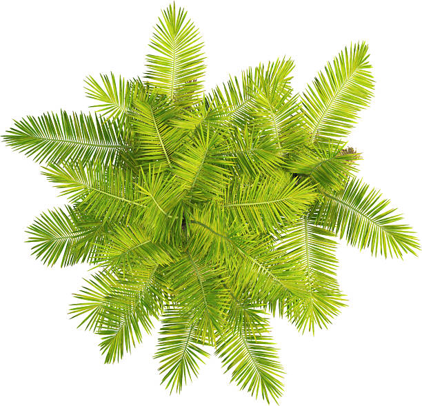 istock Top view of Palm Tree - Laccospadix Australasica 2223537778