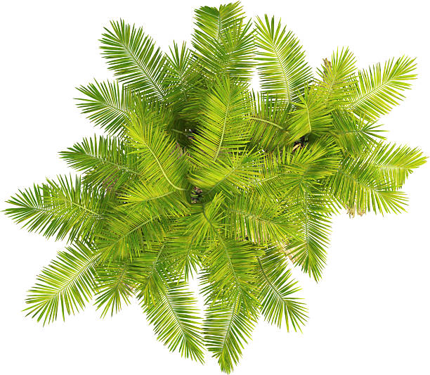 istock Top view of Palm Tree - Laccospadix Australasica 2223537907