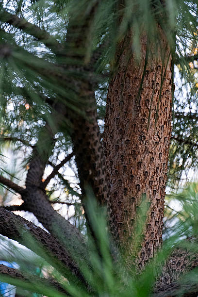 istock Close-Up of Pine Tree Trunk and Branches 2223538679
