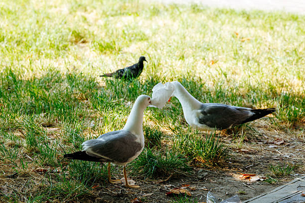 Seagulls with plastic trash on grass with pigeon nearby, lifestyle