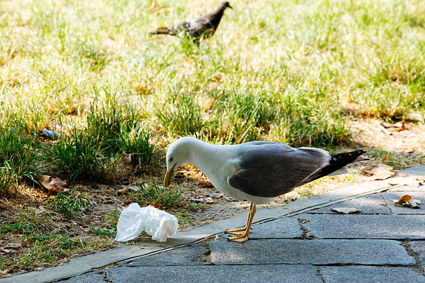 Seagull examining litter on park pathway with grass background, lifestyle
