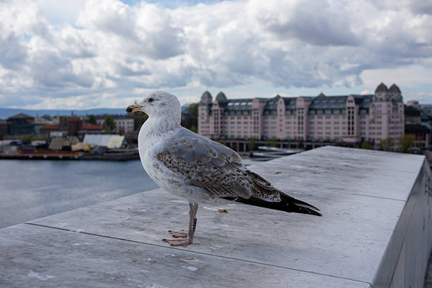 A white and grey seagull views the harbour at the top of the opera house in Oslo.