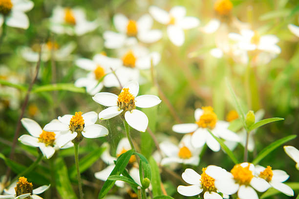 A single Japanede Anemone flower with yellow stamen. Surrey, England.