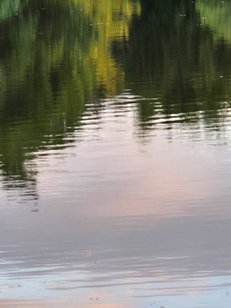 istock Reflection of park trees in water 2223542088