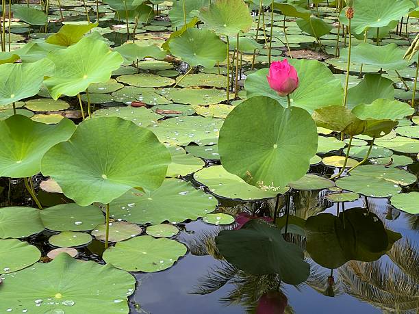 istock Single Lotus Bud Standing Above Lily Pads 2223542752