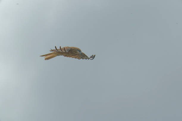 Kite on the wing at Ivinghoe Beacon