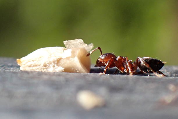 Ants and winter preparation