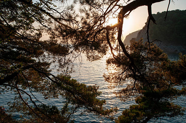 istock Sunset Through Pine Trees Overlooking the Sea 2223549975