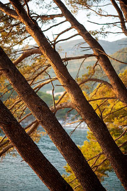pine forest by the sea