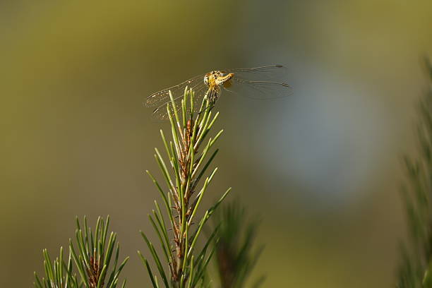 Female red-veined darter (Sympetrum fonscolombii) with focus stacking on pine needles and negative space, Alcoy, Spain