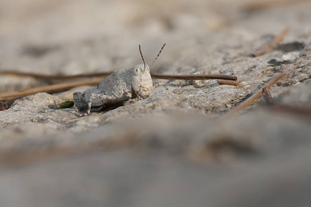 Juvenile grasshopper camouflaged on a rock, Alcoy, Spain