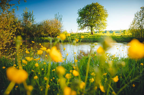 Spectacular meadow with big tree, fresh green leaves. Location place river Seret, Ukraine. Picture of summer view, wallpaper background. Beautiful scene, photo of nature. Discover the beauty of earth.