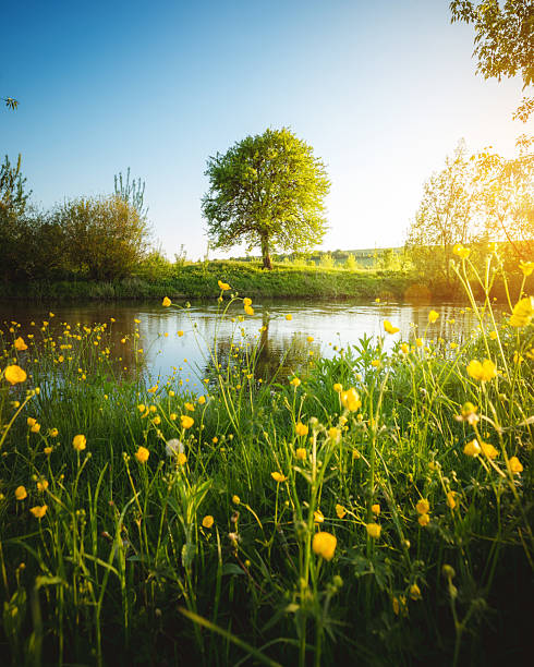 Spectacular meadow with big tree, fresh green leaves.