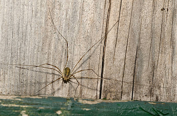 istock Canestrini's harvestman, Opilio canestrinii 7. 2223551738