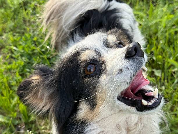 istock Angry dog ​​with open mouth 2223552208