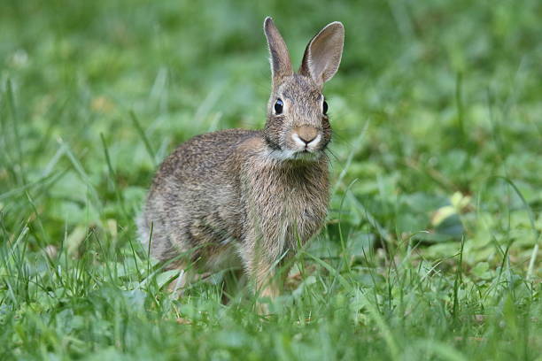 istock Eastern Cottontail Rabbit in the grass in Summer 2223552684