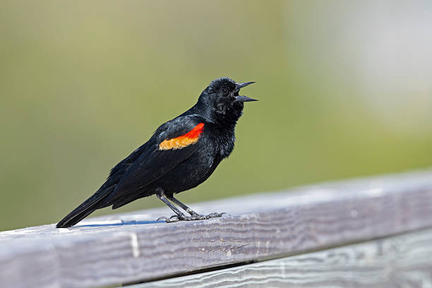 Red Winged Blackbird