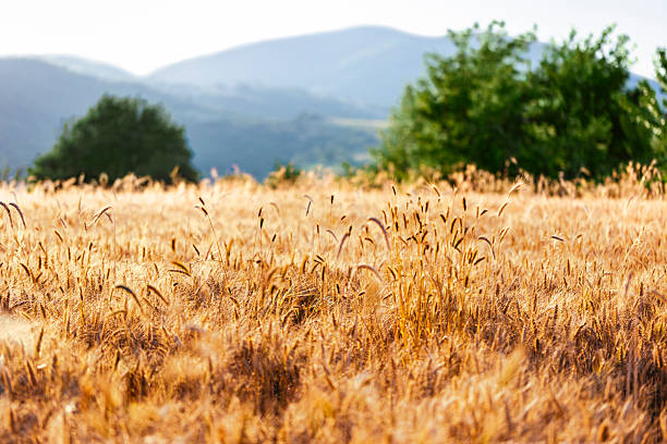 istock Ears of Rye at Sunset 2223554802