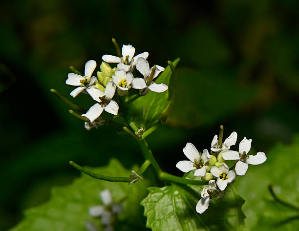 istock Garlic mustard, Alliaria petiolata 2. 2223554913