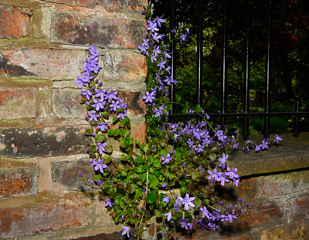 istock Serbian bellflower, Campanula poscharskyana. 2223554916