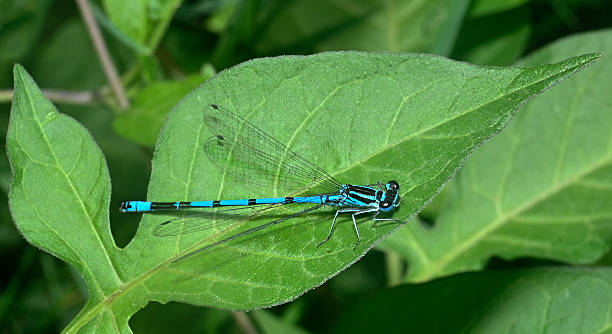 istock Azure damselfly, Coenagrion puella. 2223555008
