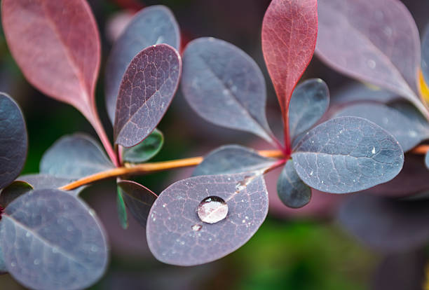 Macro shot of a single water droplet resting on a purple leaf, with vibrant hues and soft natural background focus