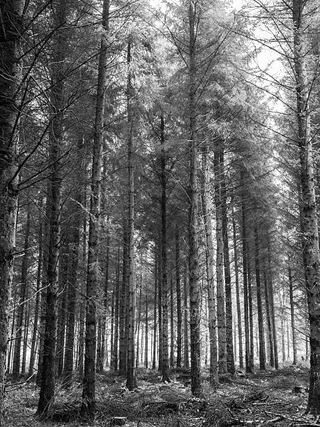 istock Tall coniferous trees in a dense forest in black and white, North Yorkshire, England, Britain 2223555912