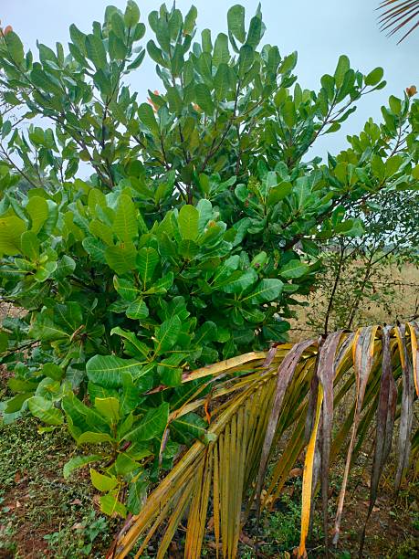 istock Indian Almond plant 2223556398