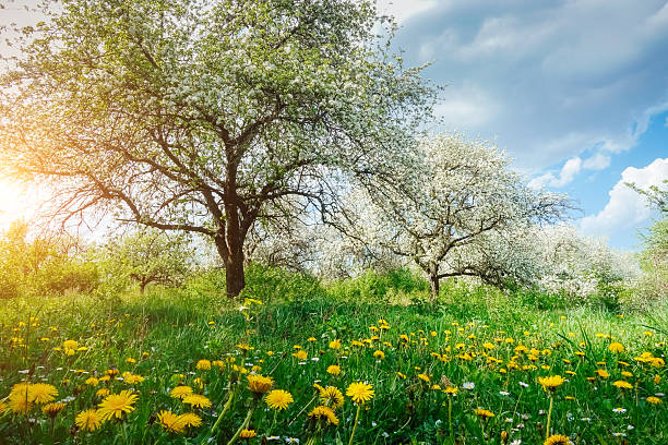 wildflower meadow in springtime landscape