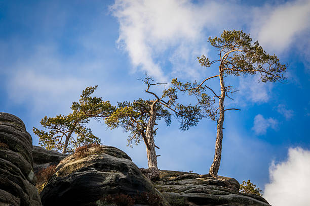 Scenic view of pine trees growing on rocky formations under a blue sky with clouds in Broumov, Czech Republic