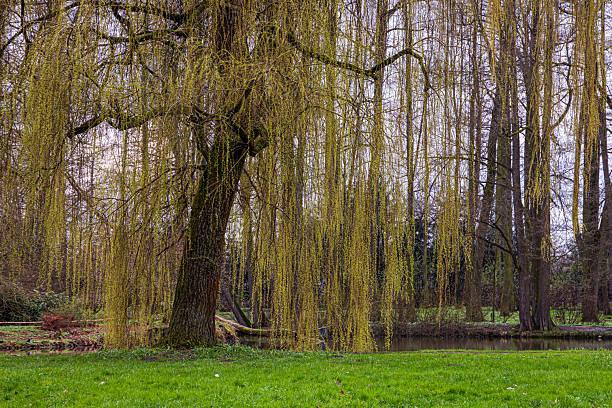istock Weeping willow tree growing near pond in spring in Czech Republic 2223558222