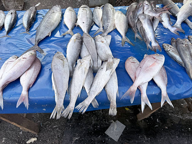 istock Freshly caught fish on stall at Casablanca market 2223559946