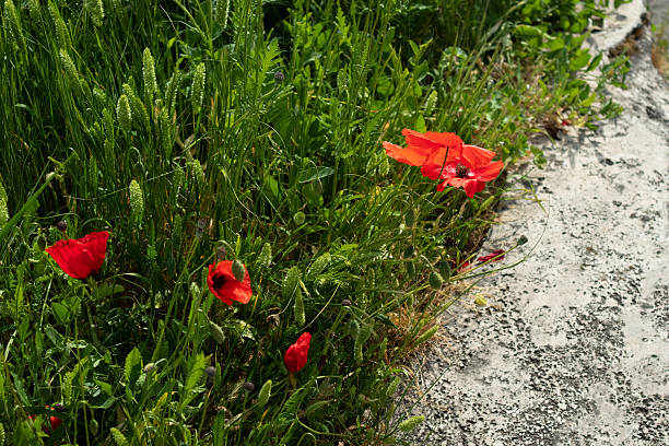 Beautiful red poppies in the field