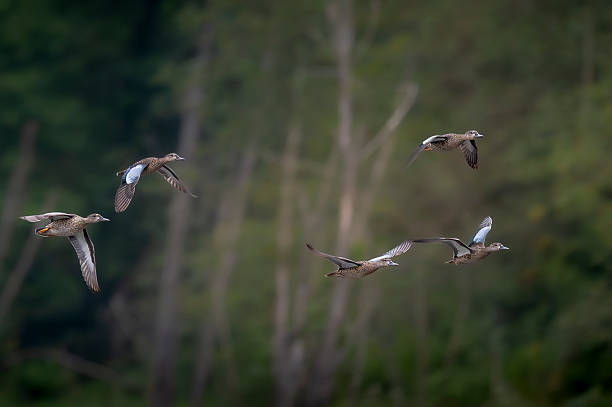 istock Group of Blue Winged Teals in Flight 2223560691