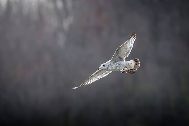istock Ring-billed Gull on the Hunt 2223560866