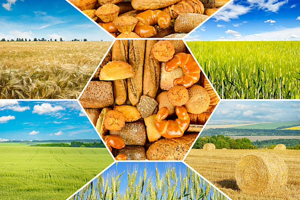 istock Collage with different types bread and agricultural fields with young and ripe wheat. 2223561686