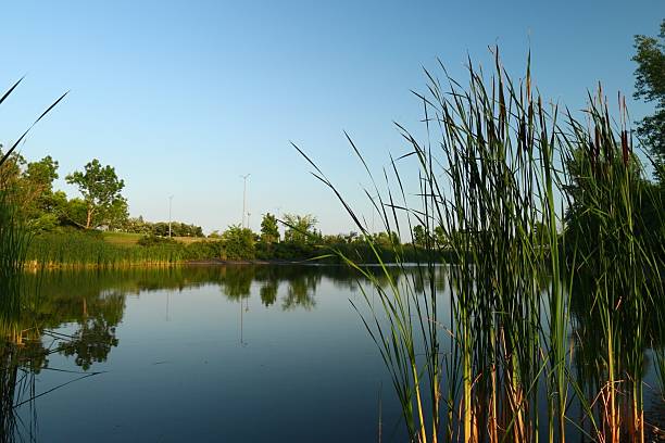 istock a pond with reeds and calm water 2223561947