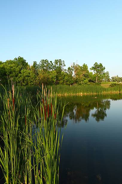 istock a pond with reeds and calm water 2223561996