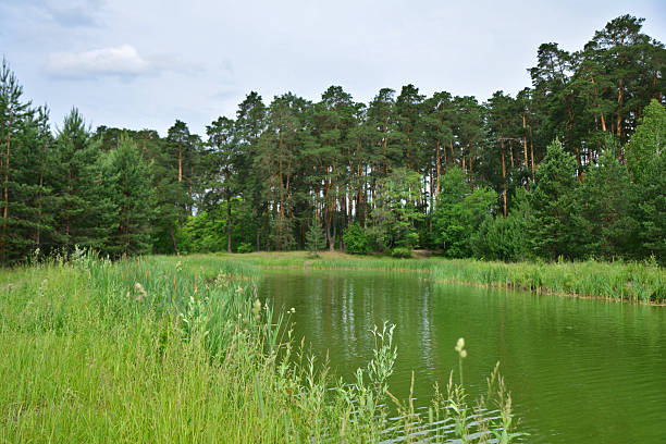 green Lake with a pine forest wallpaper