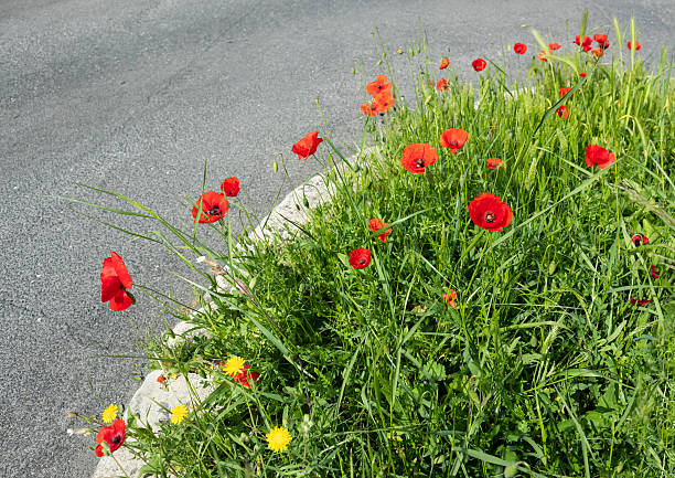 Beautiful red poppies in the field
