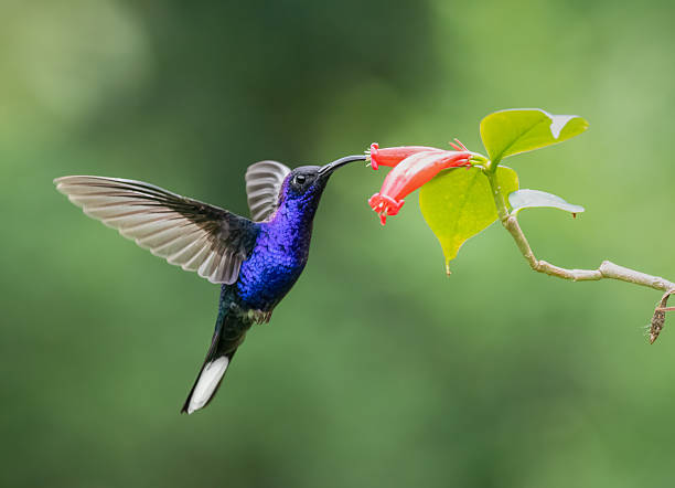 istock Violet sabrewing hummingbird pollinating flower! 2223565274