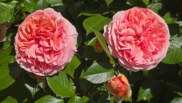 Beautiful double pink rose in the garden