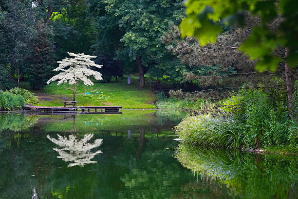 Picturesque pond surrounded by greenery, including Chinese Miscanthus,creating a natural and lush landscape