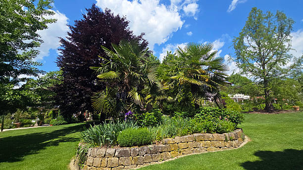 Date palms in the garden