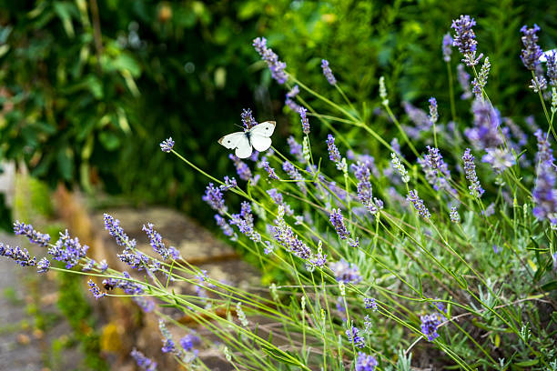 A striking close-up photograph of a white butterfly delicately perched on lavender blossoms. The sharp focus on the butterfly and flowers contrasts beautifully with the soft, blurred natural background.