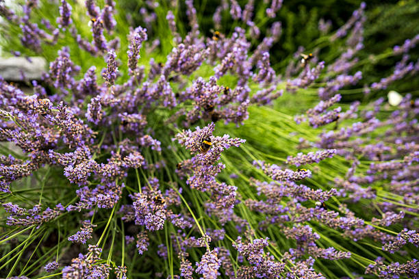 Lavender flowers in bloom at the plateau